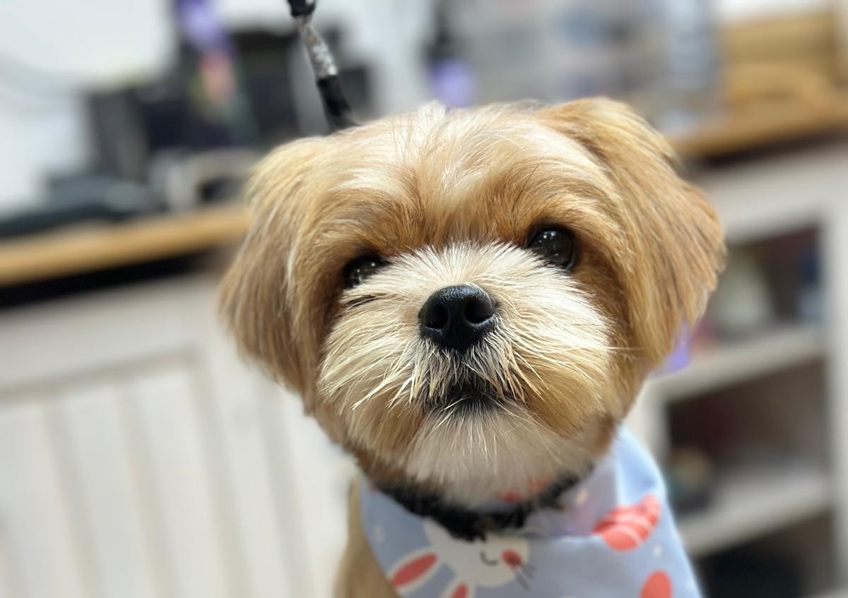 Serviço Banho simples - Star Dogs VIP