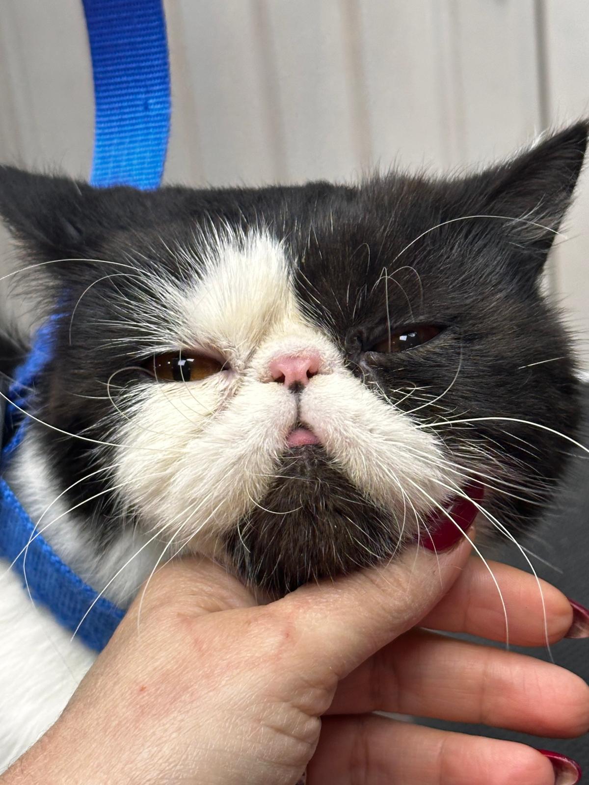 Serviços adicionais - Star Dogs VIP