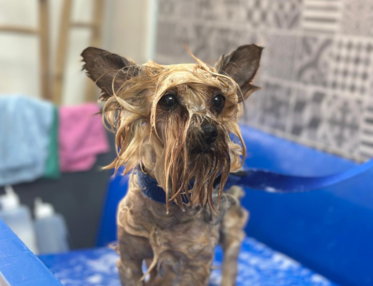 Serviço Banho + Corte - Star Dogs VIP