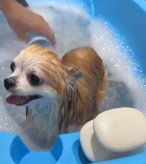 Serviço ozonoterapie - Star Dogs VIP