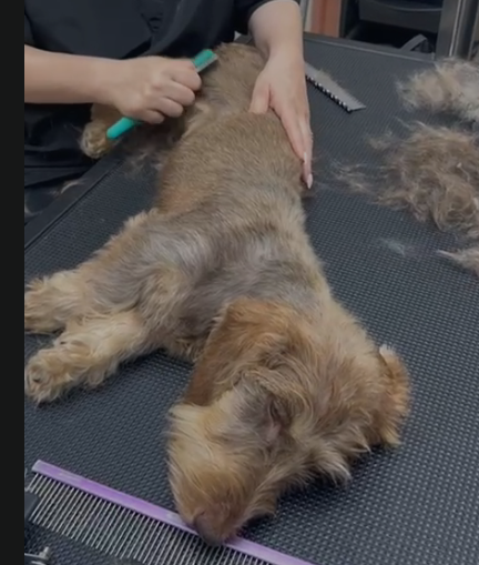 Casos especiais- Star Dogs VIP