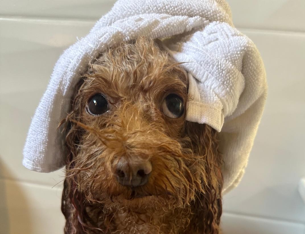 Serviço spa - Star Dogs VIP